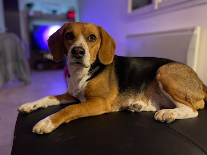 Assur O'Poil | L'assurance chien et chat, Agence d'Assurances à Ivry-sur-Seine