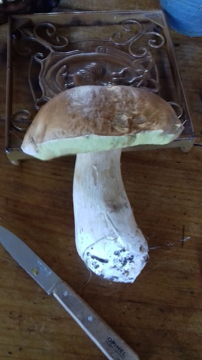 Bourgneuf Michel, Agence d'Assurances à Thaix